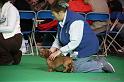 Crufts2011_2 654